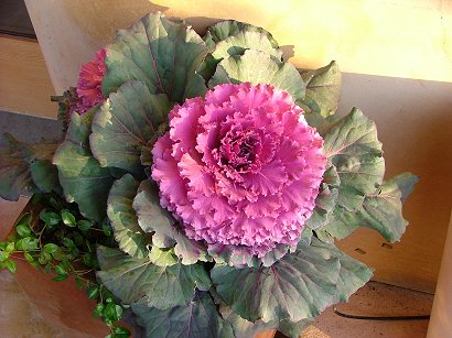 cabbage-flower.jpg