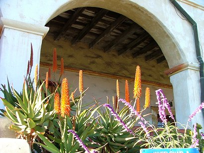 aloe-vera-blooming-by-the-mission.jpg