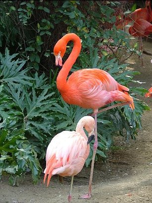 L.A. Zoo flamingos