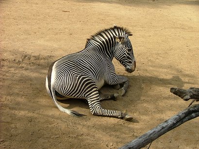 L.A.Zoo zebra