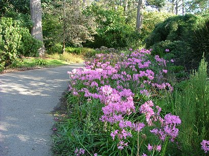 sf-flowers-in-the-park.jpg