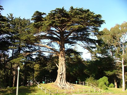 sf-tree.jpg